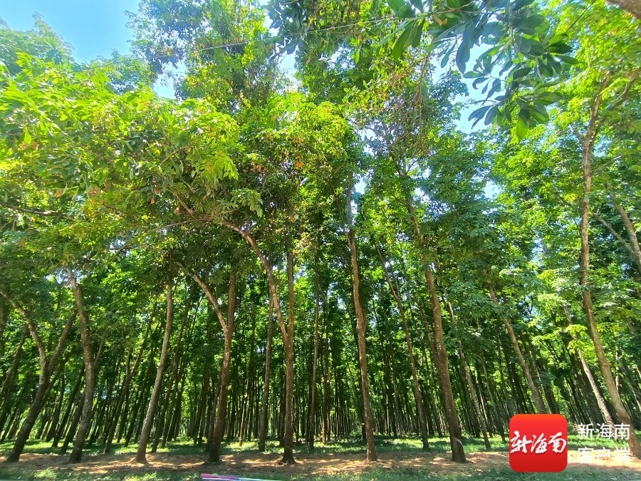 海南橡膠獲批設(shè)立跨境資金集中運(yùn)營(yíng)中心 躋身海南自貿(mào)港首批認(rèn)定企業(yè)